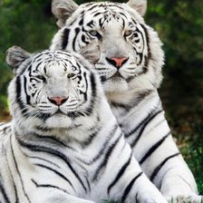 Схема вышивки «Тигр»