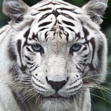 Схема вышивки «Тигр»