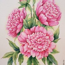 Схема вышивки «пионы»