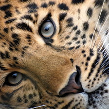 Схема вышивки «Леопард»