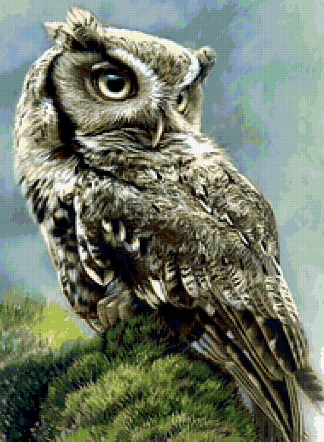 Сова - сова - предпросмотр