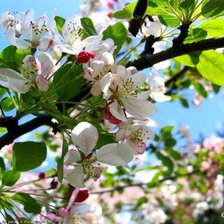 Яблоневый цвет