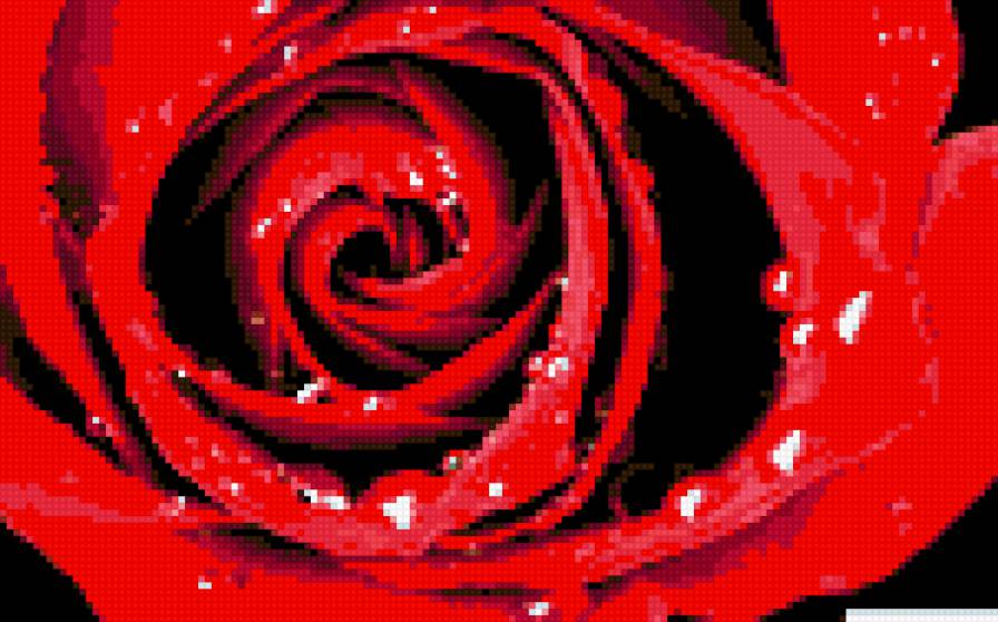 роза с росой - предпросмотр