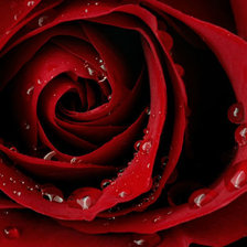 Схема вышивки «роза с росой»