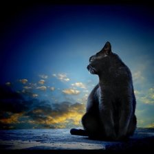 Схема вышивки «Кошка»