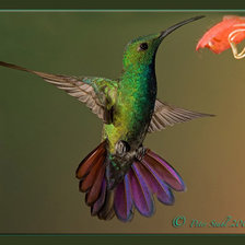 Схема вышивки «колибри»