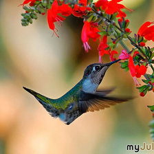 Схема вышивки «колибри»