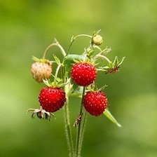 Схема вышивки «ягоды»