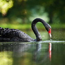 Схема вышивки «чёрный лебедь»