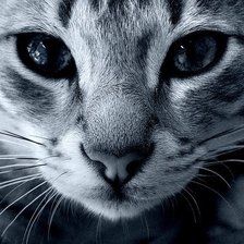 Схема вышивки «Глаза магниты»