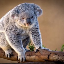 Схема вышивки «№376916»