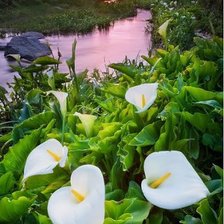 Схема вышивки «пейзаж с калами»