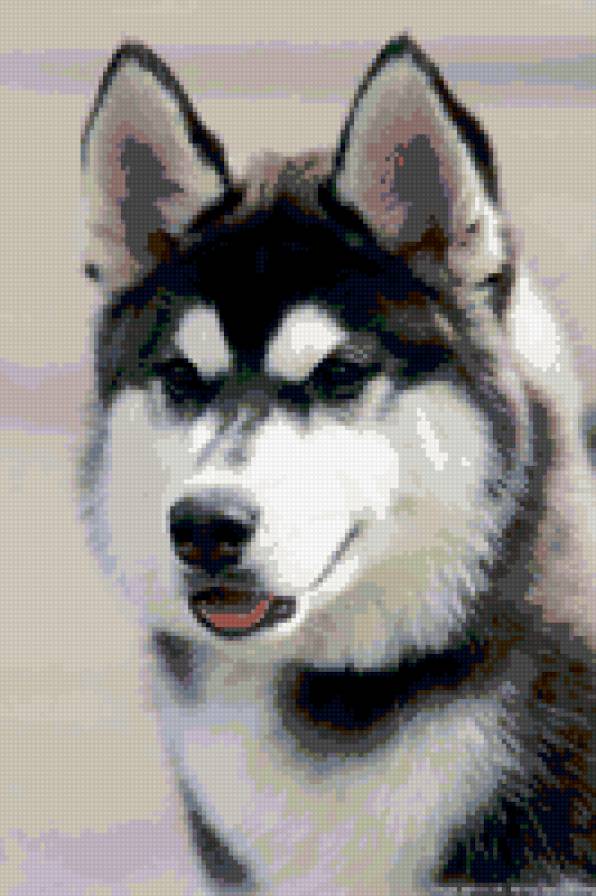 лайки хаски - животные - предпросмотр