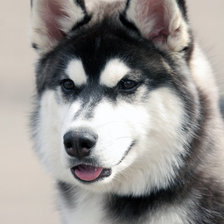 Схема вышивки «лайки хаски»