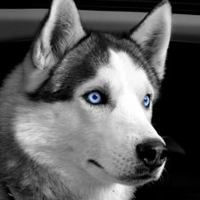 Схема вышивки «лайки хаски»