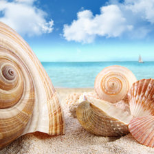 Схема вышивки «Ракушки»