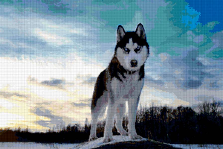 Хаски - лес, собака - предпросмотр