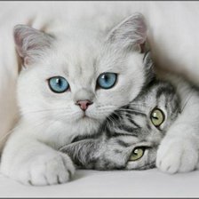 Схема вышивки «котята»