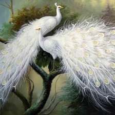 Белые птицы