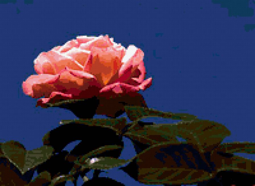 роза - розы, цветы, роза - предпросмотр