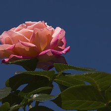 Схема вышивки «роза»