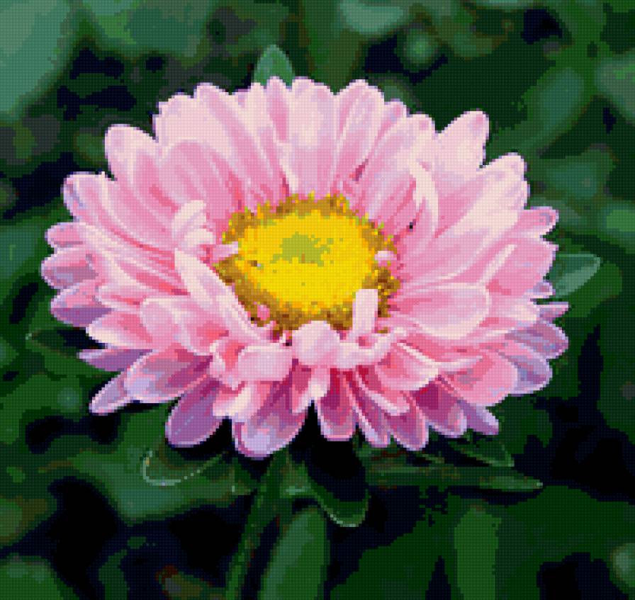 №377177 - цветок, астры, цветы - предпросмотр