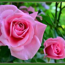 Схема вышивки «розы»