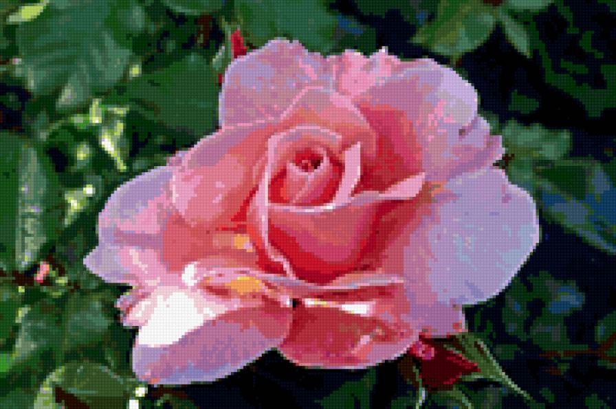 роза - розы, цветы, цветок, роза - предпросмотр