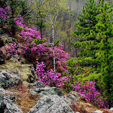 Схема вышивки «багульник»