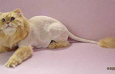 Схема вышивки «Котик»