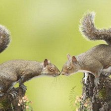 Схема вышивки «зелебоба»