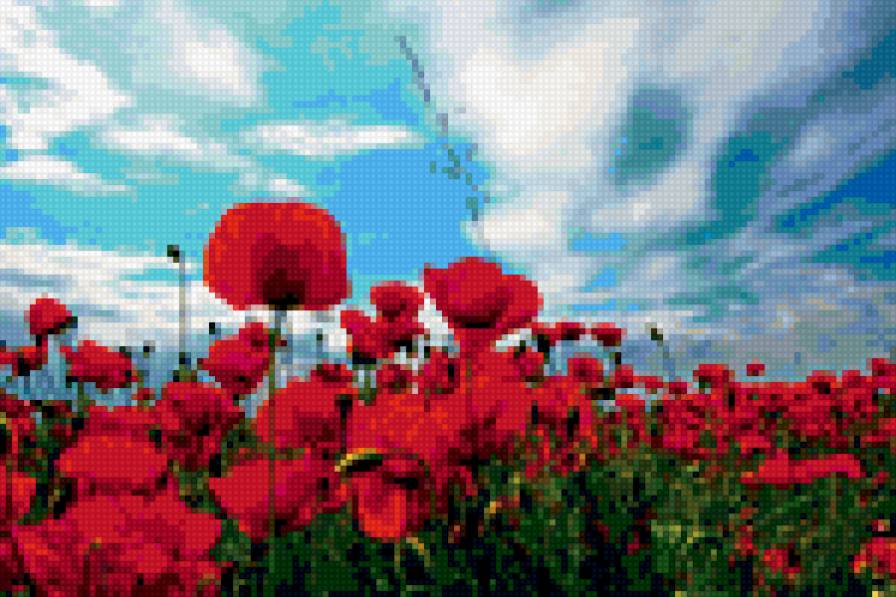 Небесный свод - природа, пейзаж, маки, небо - предпросмотр