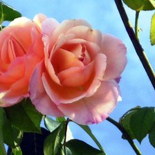 Схема вышивки «№377604»