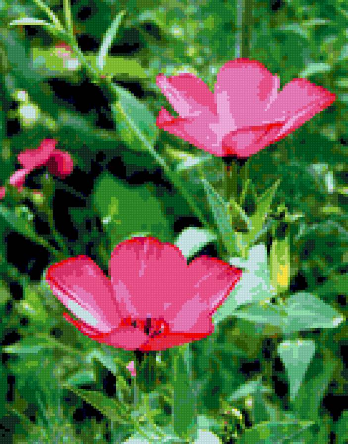 Лен - лен, цветы - предпросмотр