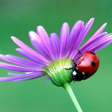 Схема вышивки «цветок и божья коровка»