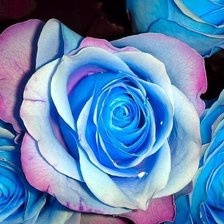 Схема вышивки «роза в ночи»