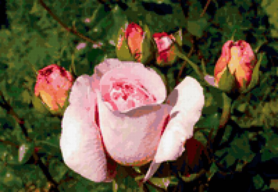 розы - цветок, роза, цветы, розы - предпросмотр