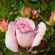 Схема вышивки «розы»