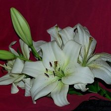 Схема вышивки «лилии»