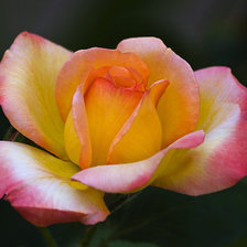 Схема вышивки «роза»