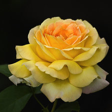 Схема вышивки «роза»