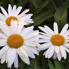 Схема вышивки «ромашки»