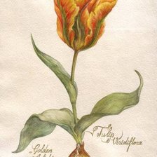 Схема вышивки «тюльпан из книги»