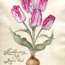 Схема вышивки «тюльпаны из книги 1»