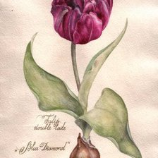 Схема вышивки «махровый тюльпан»