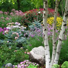 Схема вышивки «березы среди цветов»