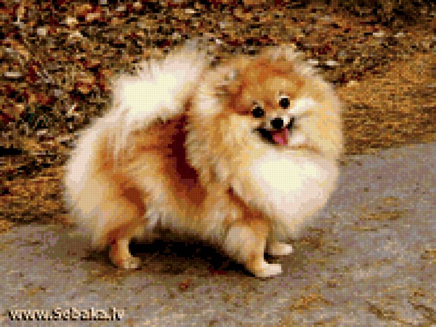 шпиц - предпросмотр