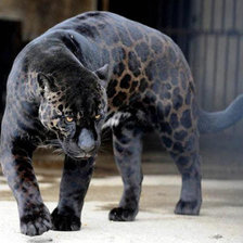 Схема вышивки «№378732»