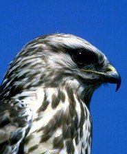 Схема вышивки «№378746»