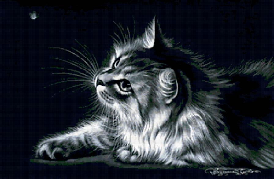 чудо кот - предпросмотр